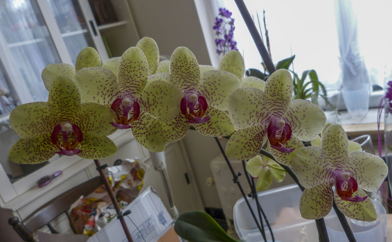 Phalaenopsis hybride : re-floraison Orchide-12