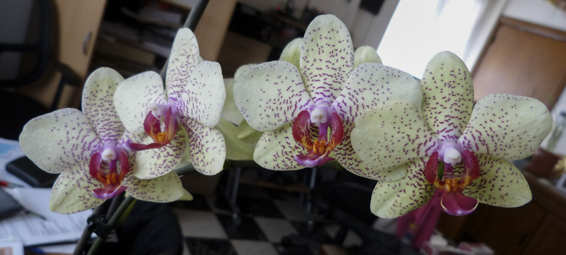 Phalaenopsis hybride : re-floraison Orchide-13