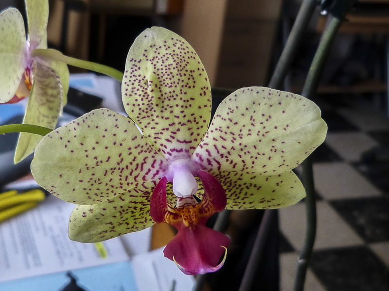 Phalaenopsis hybride : re-floraison Orchide-14