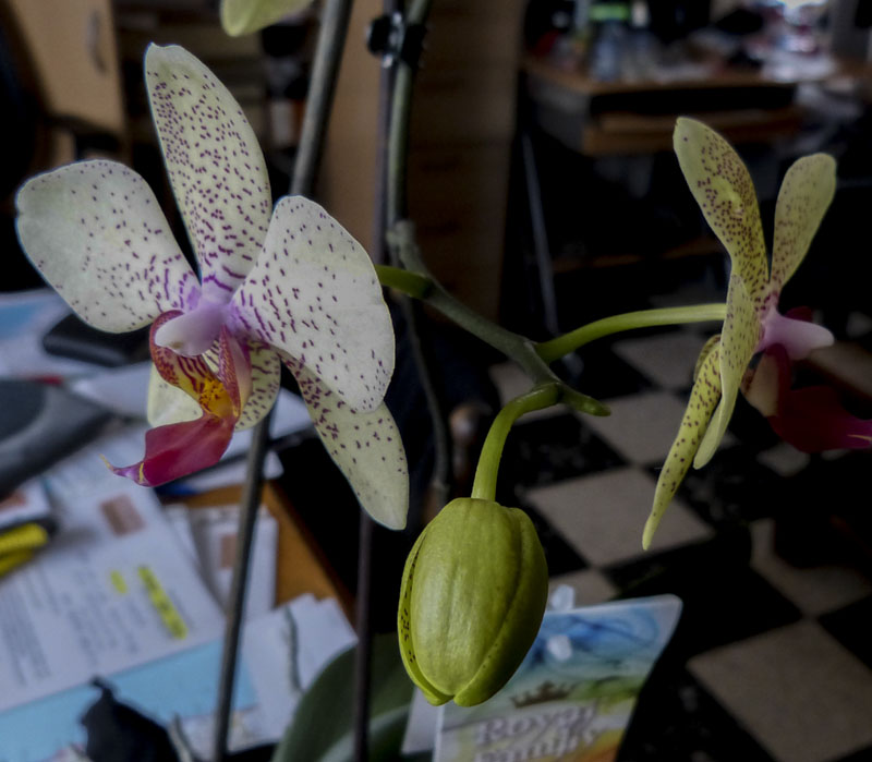 Phalaenopsis hybride : re-floraison Orchide-15