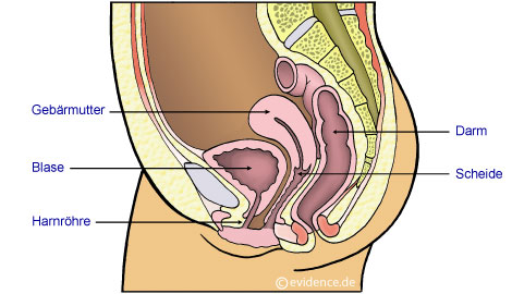 دول بعض صور الابدومن والبلفيس لسنه تانيه Harnwegsinfekt-Patientenleitlinie-harnweg-schnitt