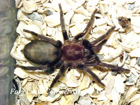 Ficha Tarantulas autoctonas Argentinas. (x Septum) 25