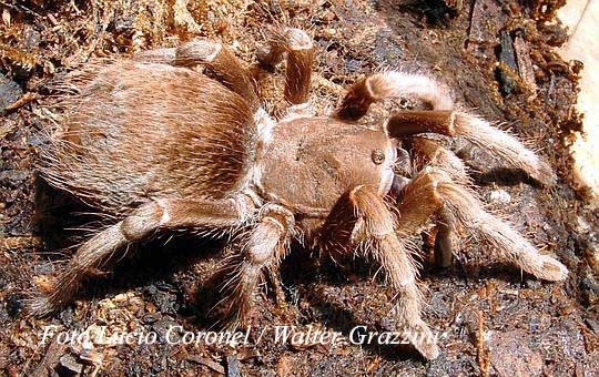 Ficha Tarantulas autoctonas Argentinas. (x Septum) Crypsidromus_sp