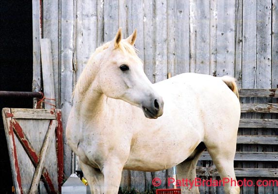 Banque de 'vieilles' photos [500 &+] Af-R8-18aArabianHorse1Large