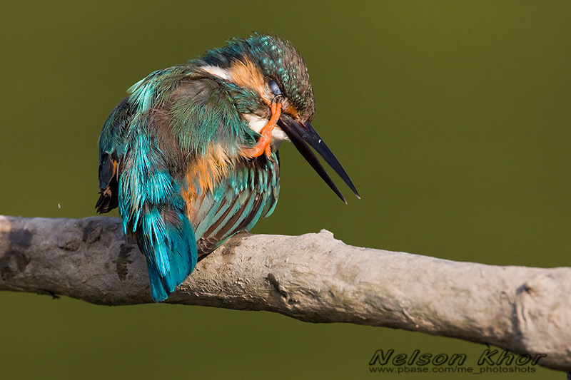 Capturing Kingfisher - What, How, When and Where 93728694