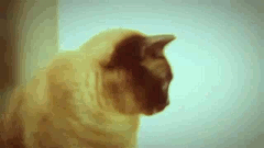 Fallout 3 Crash on startup ( Vanilla ) SOLVED Funniest-cat-gifs-three-dimensional-cat