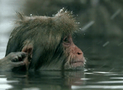 The Sound  - Página 17 Cute-animals-taking-baths-gifs-little-monkey