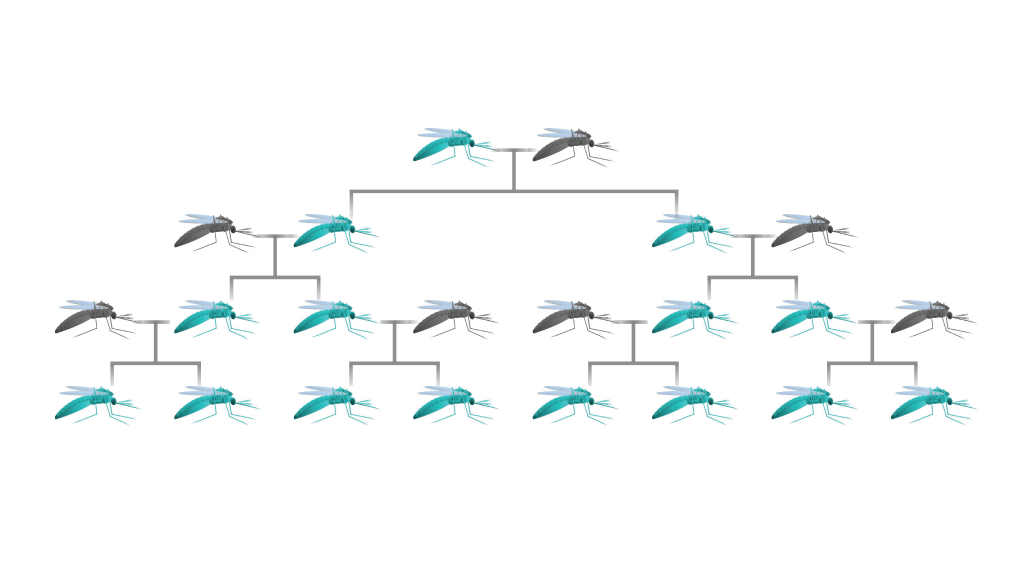 Genetically Engineering Almost Anything Gene-drive-family-tree-1024x575