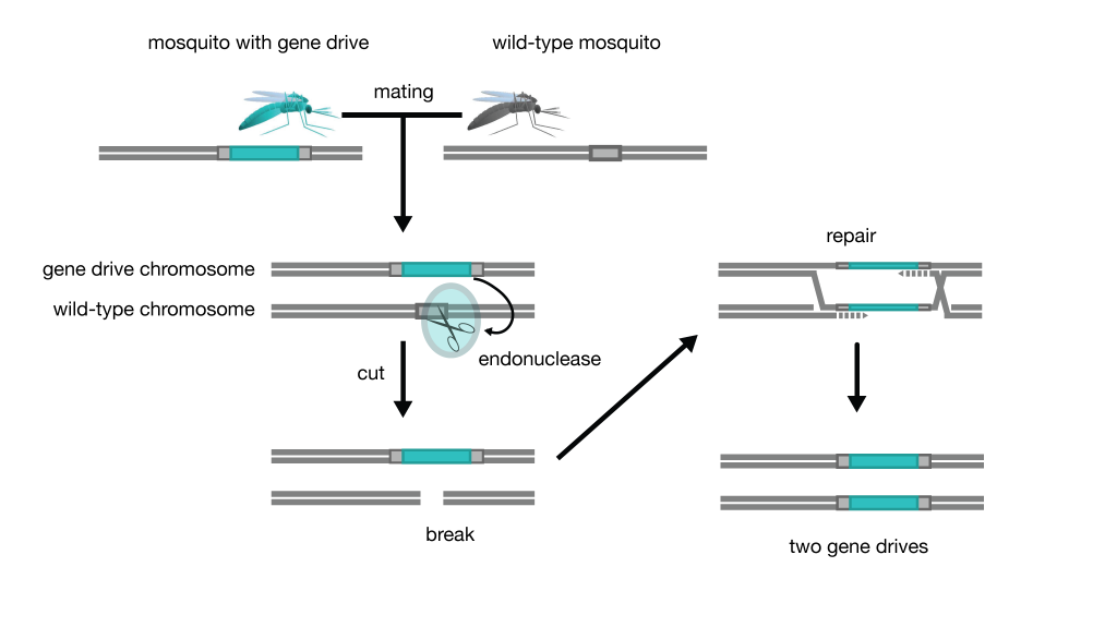 Genetically Engineering Almost Anything Gene-drive-schematic-1024x575