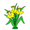 كلمات بالصور الخاصة بها رائعة جدا Daffodils