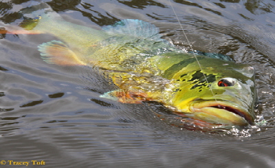 Escrito El Uso del Buzzbait en Lagunas y Ríos por José Manuel López Pinto A_Agua_Boa_Peacock_Bass