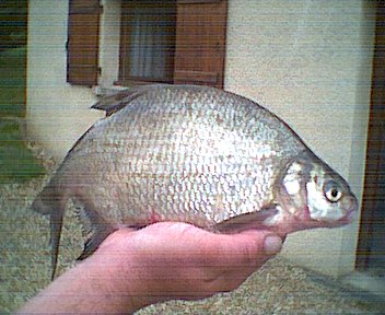 La brème : poisson bonus Breme