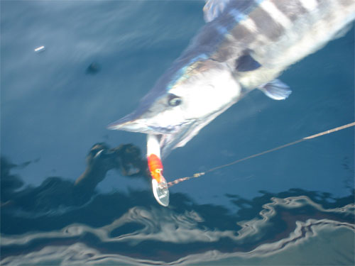 La Pesca del Wahoo / Peto por José Manuel López Pinto / Actualizado al 23 de Agosto del 2011 Rapala-Fishing-Wahoo-b