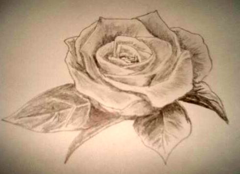 رسومات ورود وزهور.. Rose_pencil_drawings