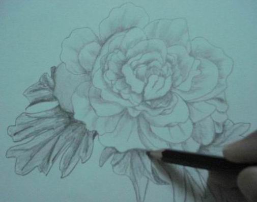 طريقة رسم وردة Rosepenciltoning