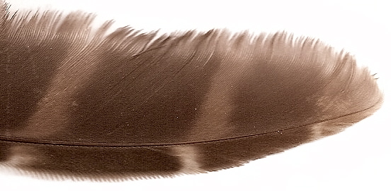 Question about the different materials used for fletching Barred_owl_feather