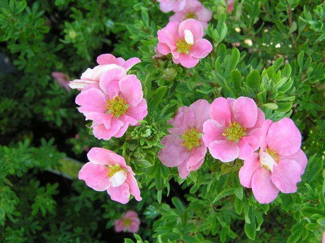 Une potentille rose POTENTILLA_fruticosa_Lovely_pink