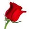 A toast to Dr. Gonzalo Amaral  - Page 2 Flower-rose-red