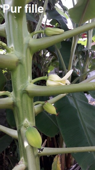 Au Monde du Soleil Levant... Fleur-papaye-2
