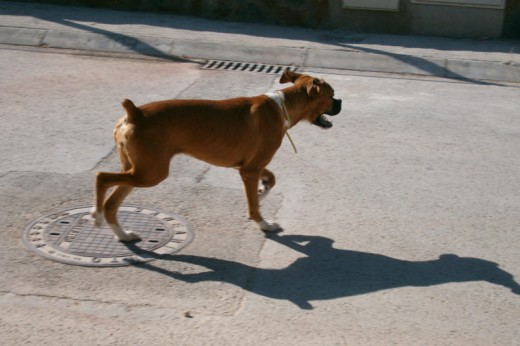 PERRA BOXER "LESY"- 1 año y medio 1491