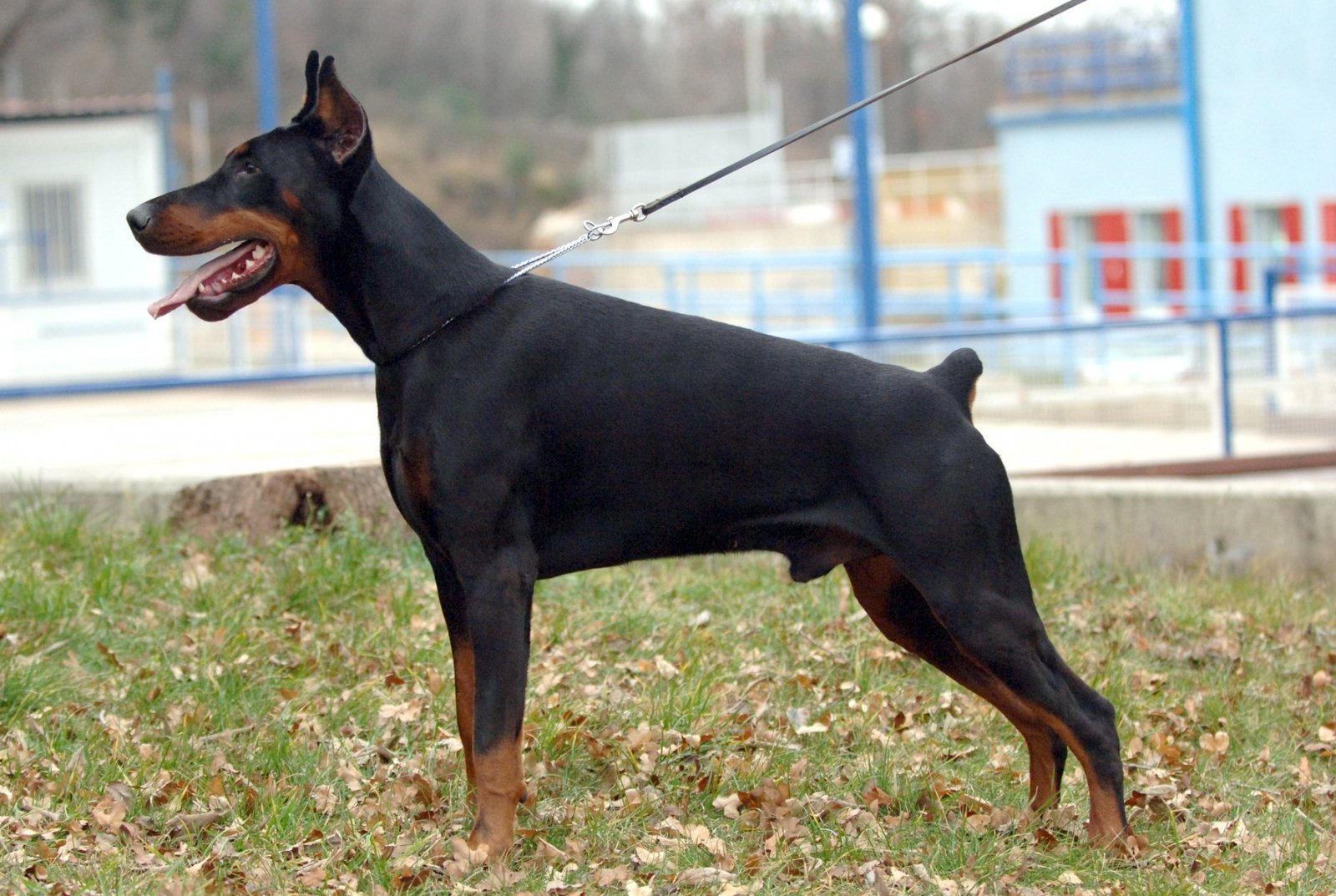 palabras - PLATAFORMA de las PALABRAS ENCADENADAS..."Instrucciones, dentro". - Página 16 M-raza-doberman.html