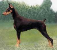 Namasté à tous!!!!  Dobermann