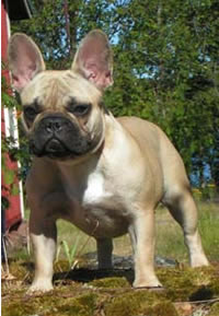 Estandar de la raza e historia. Frenchbulldog3