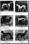 Historia del Greyhound 032