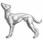 Historia del Whippet 034