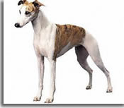 RAZAS DE GALGOS 041