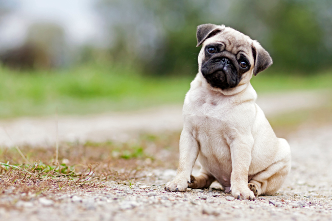 Un compañero un tanto tierno - Misión Pugi