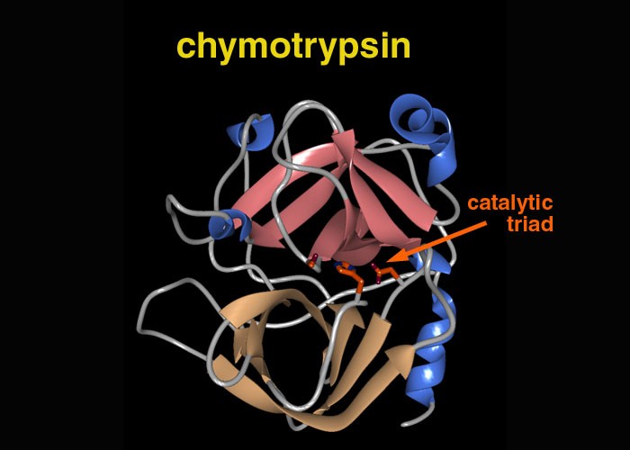 la chymotrypsine Chymo_ribbon2