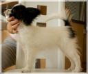 Papillon Sookie3_2.thumbnail