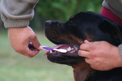 كيفية غسل سنان كلبك +فيديو +صور Dog-teeth-cleaning02