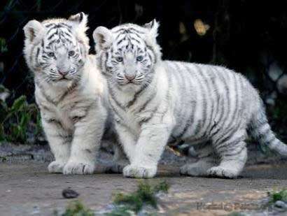 Những con vật dễ thương Baby.tigers