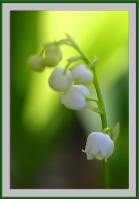 Ý nghĩa và ngôn ngữ của các loài hoa Lily-of-the-valley