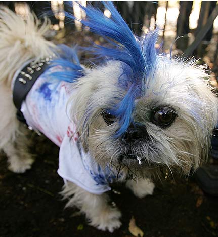 Chiens et statut social Mohawk-dog