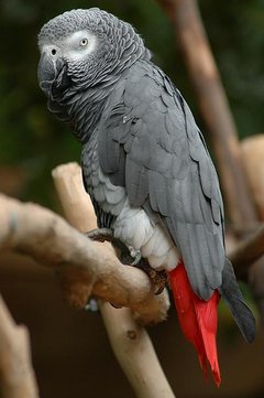 Semaine du 8 au 14 janvier Buberel_Gray_parrot