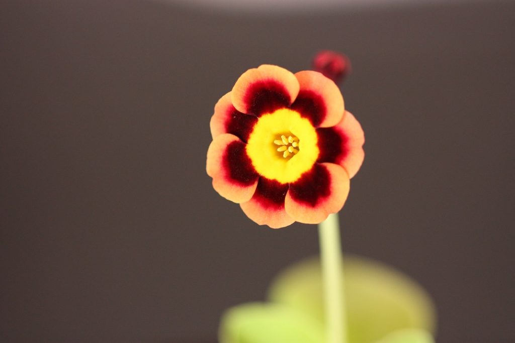 Les fleurs chez Pinco IMG_4281-1024x683