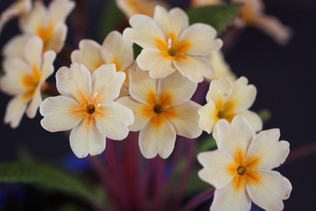 Les fleurs chez Pinco IMG_4323-1024x683