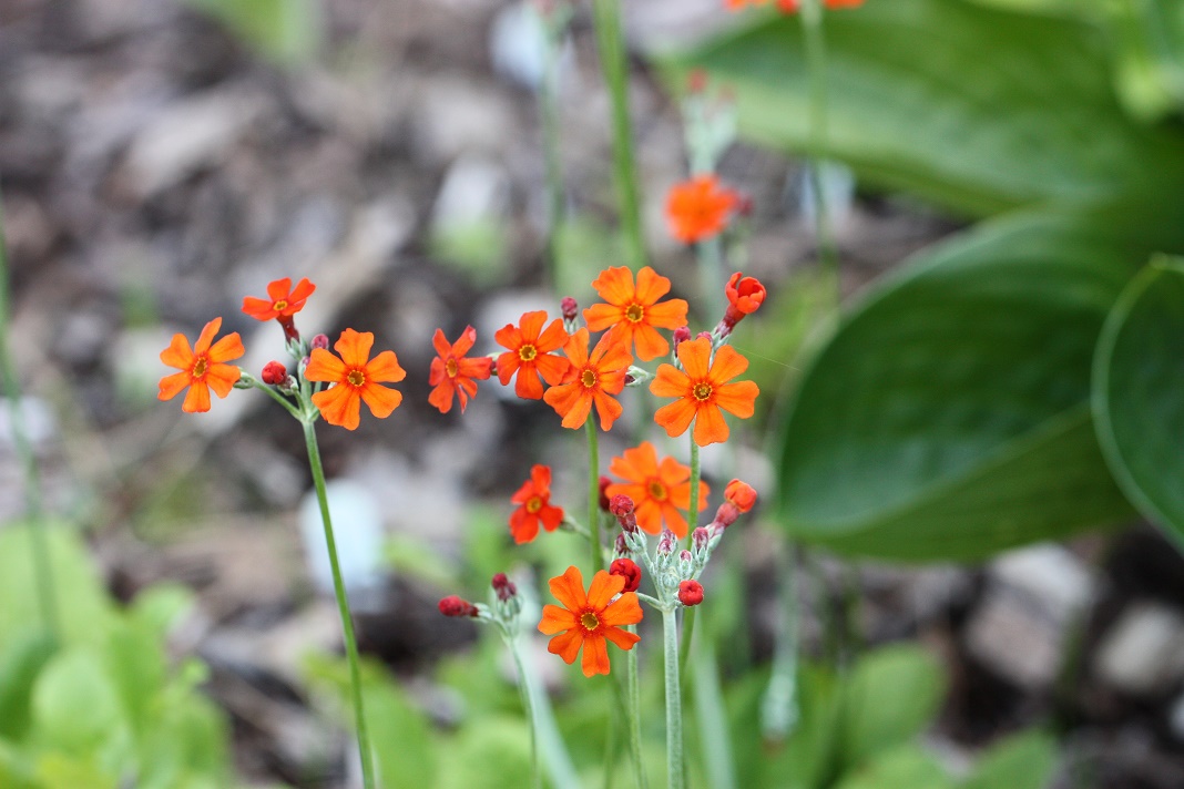 2 - Chaque jour est un cadeau dans le jardin de grigri (saison 2019) - Page 6 IMG_5369