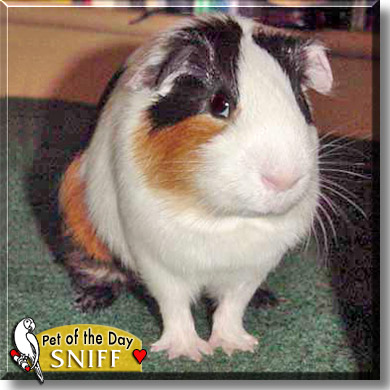 CÁC LOẠI GUINEA PIG ( chủng loại và màu sắc) 09