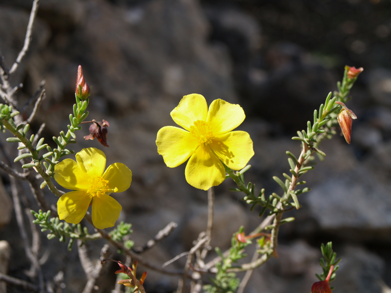 Fumana ericoides Fumana-ericoides