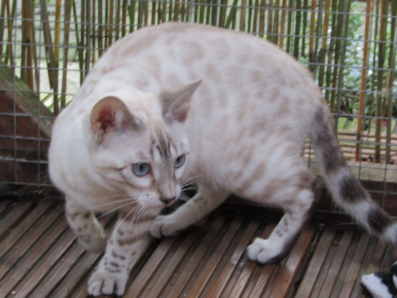 My five new babs bc i poofed and my old ones all died Blue-eyed-silver-snow-bengal-female-568a6fc9dbaf1