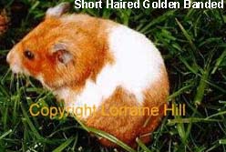 Hamster Sírio - Colorações, Padrões e tipo de pêlo  Banded