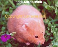 Hamster Sírio - Colorações, Padrões e tipo de pêlo  - Página 2 Mink