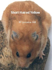 Hamster Sírio - Colorações, Padrões e tipo de pêlo  Yellow