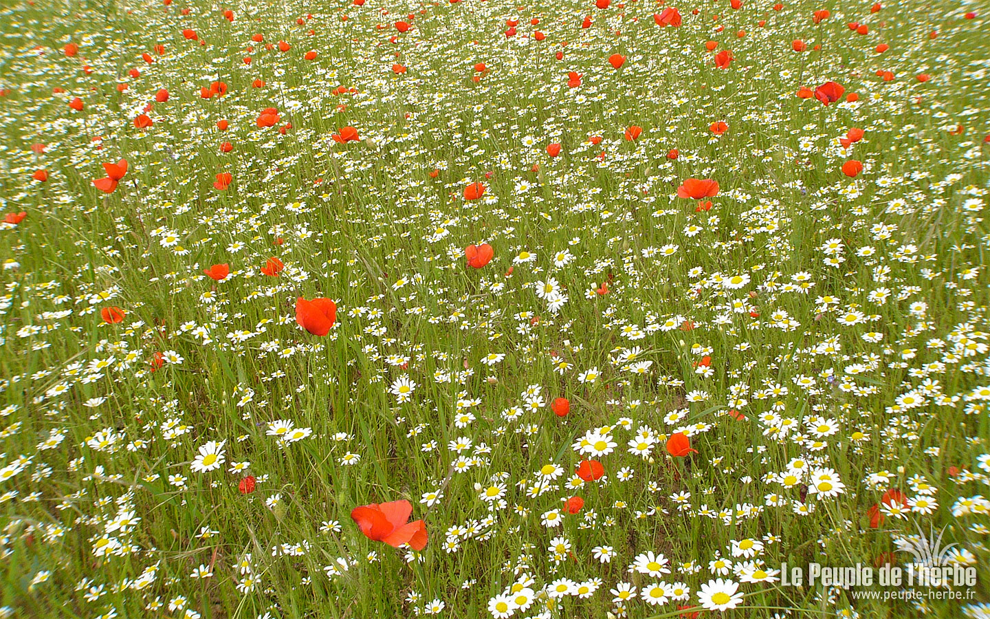 Photo  l'appui - Page 14 Coquelicots-1440x900