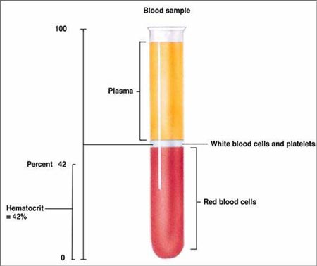 صورة الدم الكاملة  CBC Hemocrit3