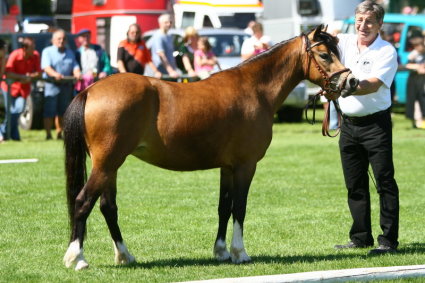 Wissenswertes: Fellfarben Hellbraunfalbe%20Welsh%20A%20Stute